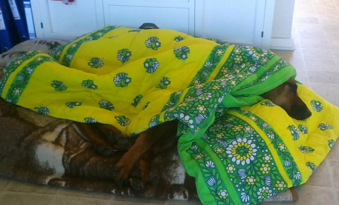 Rhodesian ridgeback Mougli billede 13