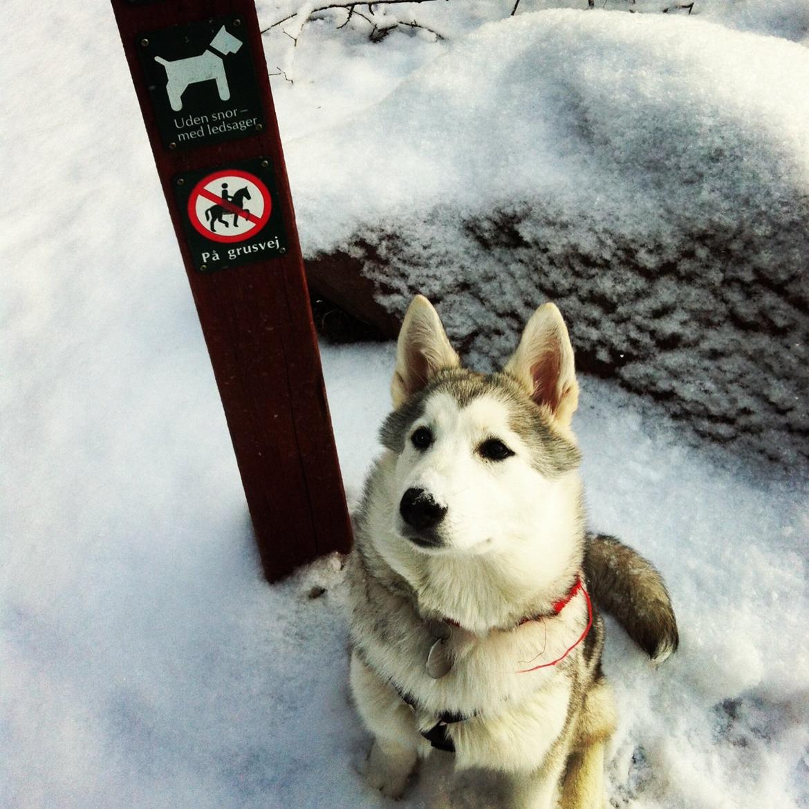 Blanding af racer Aniu billede 17