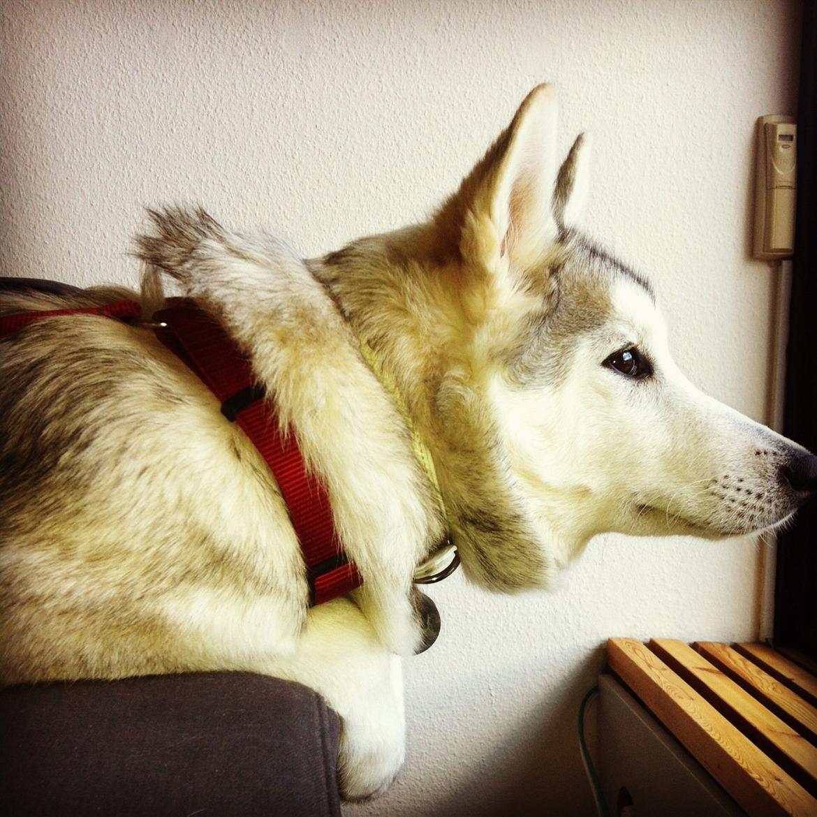 Blanding af racer Aniu billede 20