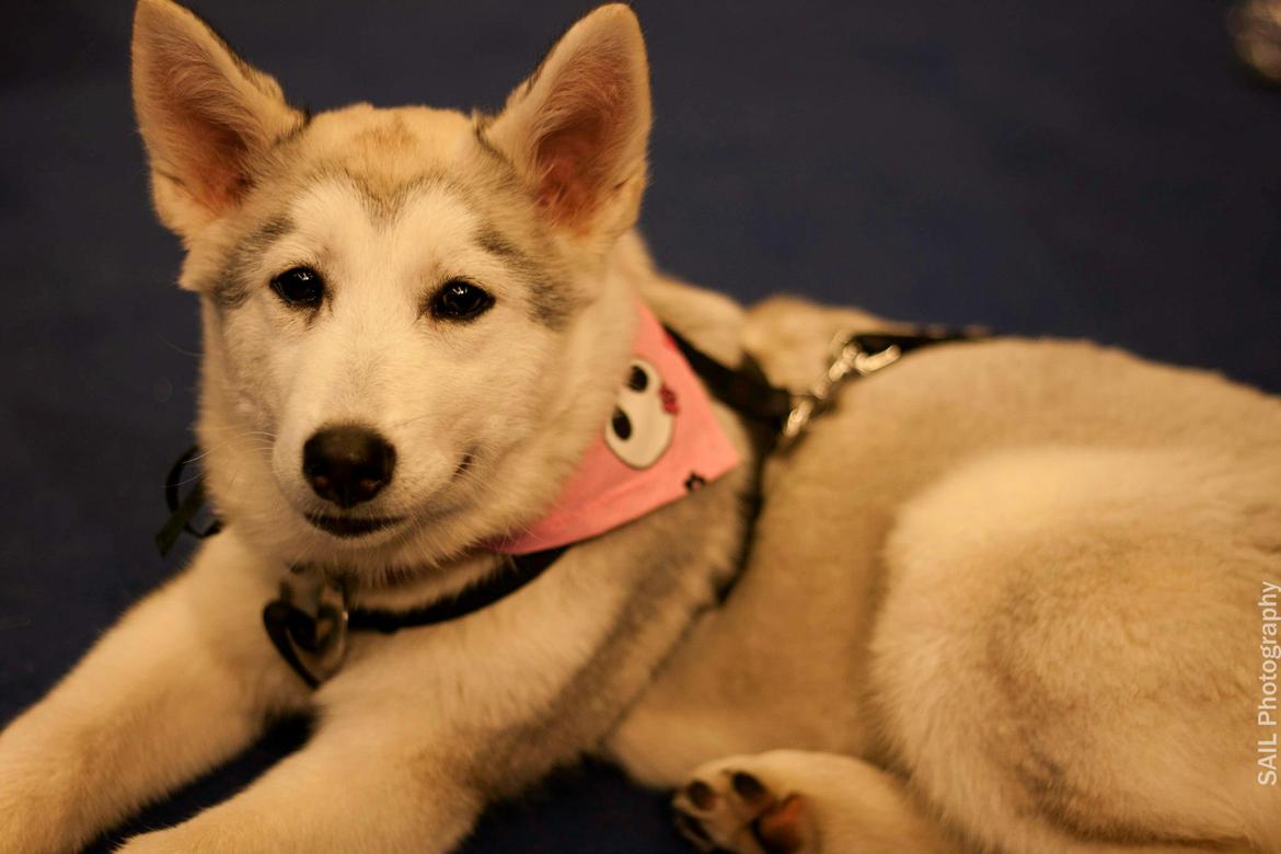 Blanding af racer Aniu billede 14