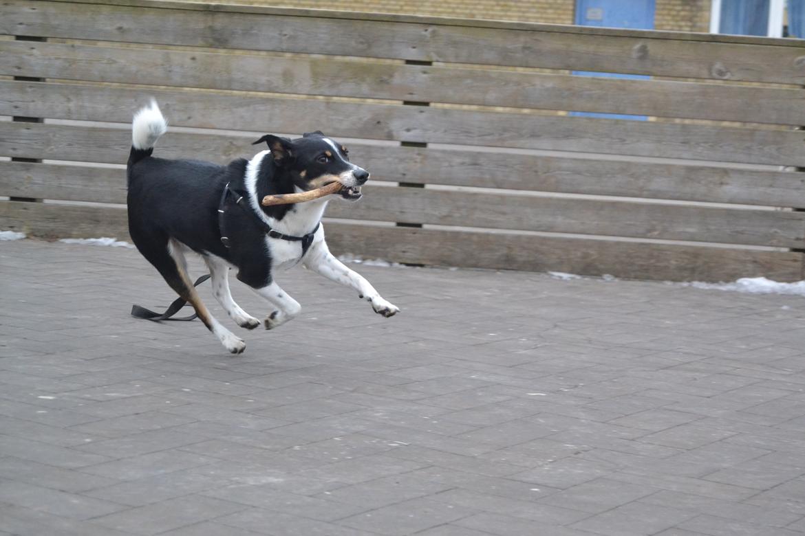 Dansk svensk gaardhund mikkel ( mini ko ) billede 16