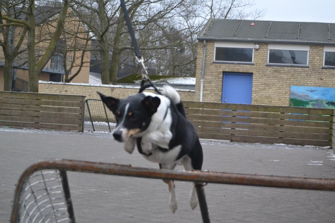 Dansk svensk gaardhund mikkel ( mini ko ) billede 17