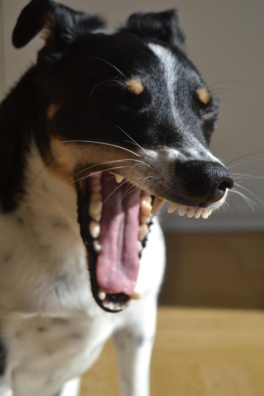 Dansk svensk gaardhund mikkel ( mini ko ) billede 18