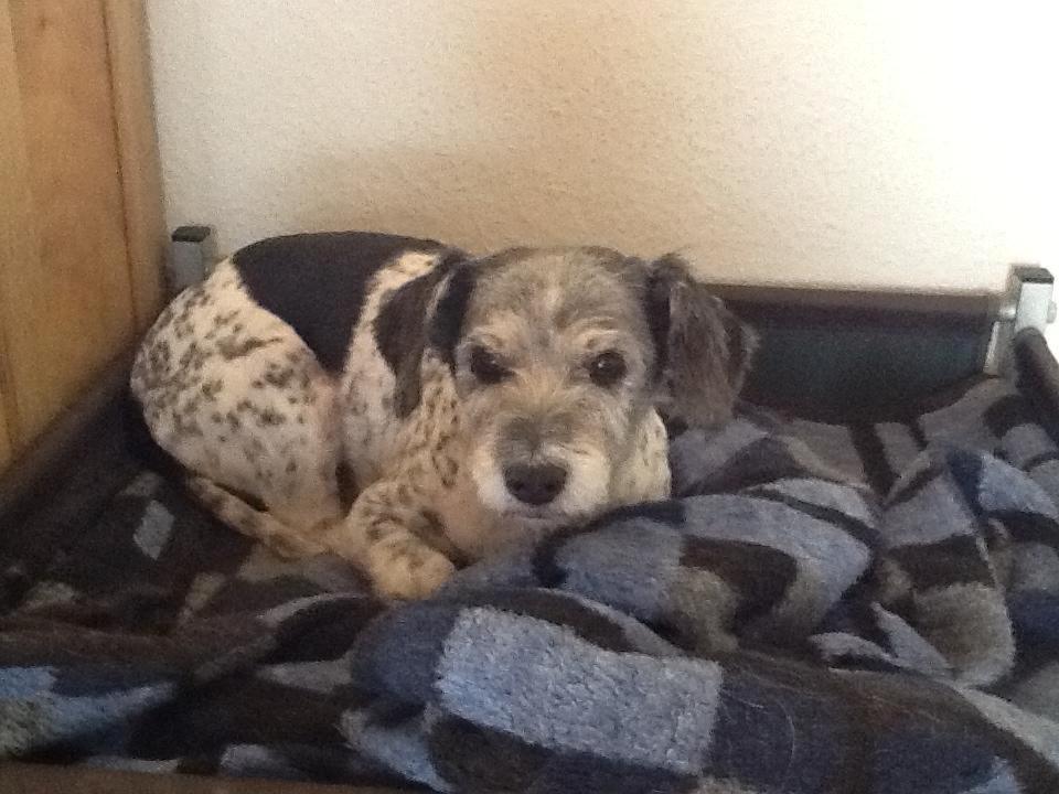 Blanding af racer Dexter (dingse) - sommer fritz ! :D billede 10