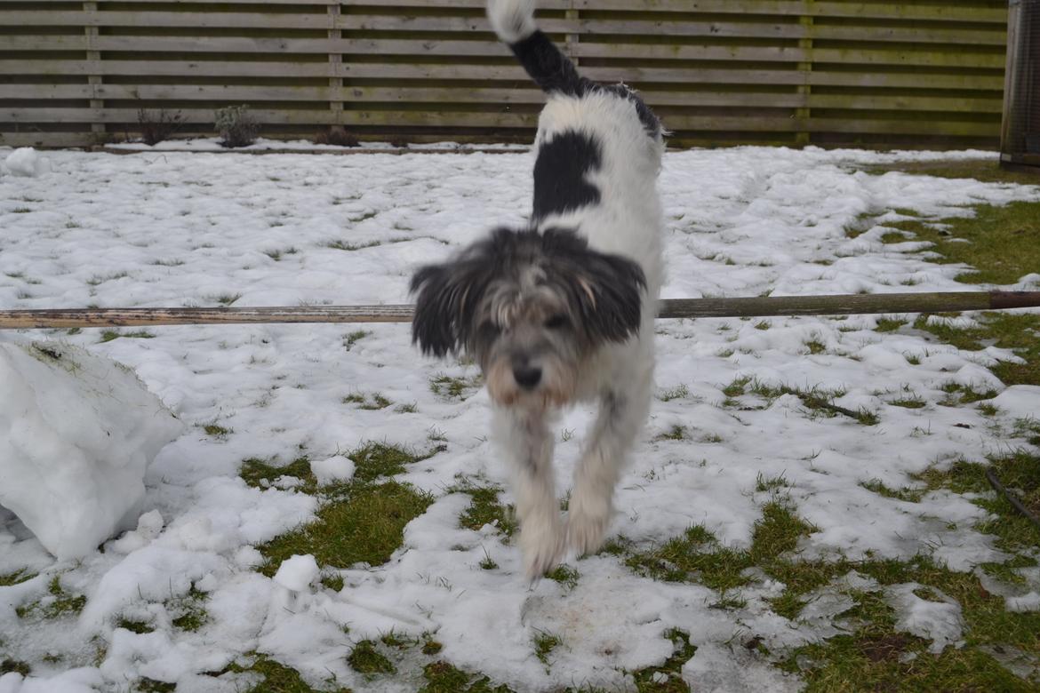 Blanding af racer Dexter (dingse) - hvem siger gamle hunde ikke kan? :D billede 12