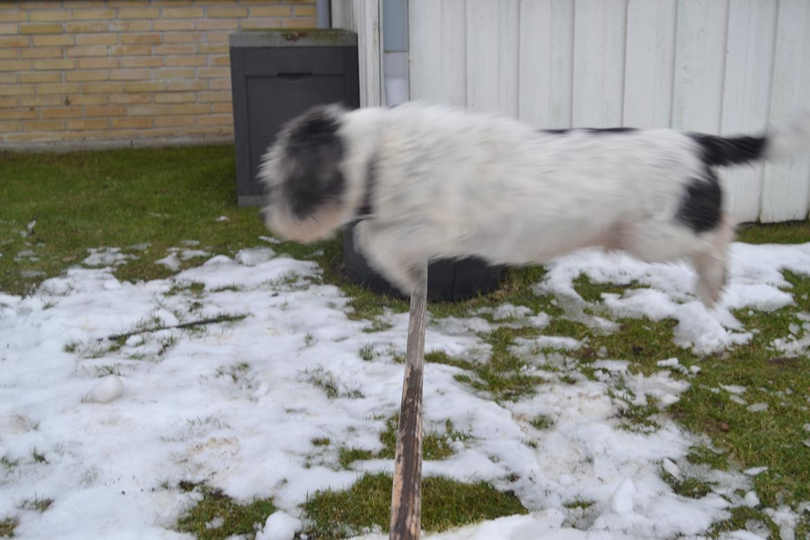 Blanding af racer Dexter (dingse) billede 13