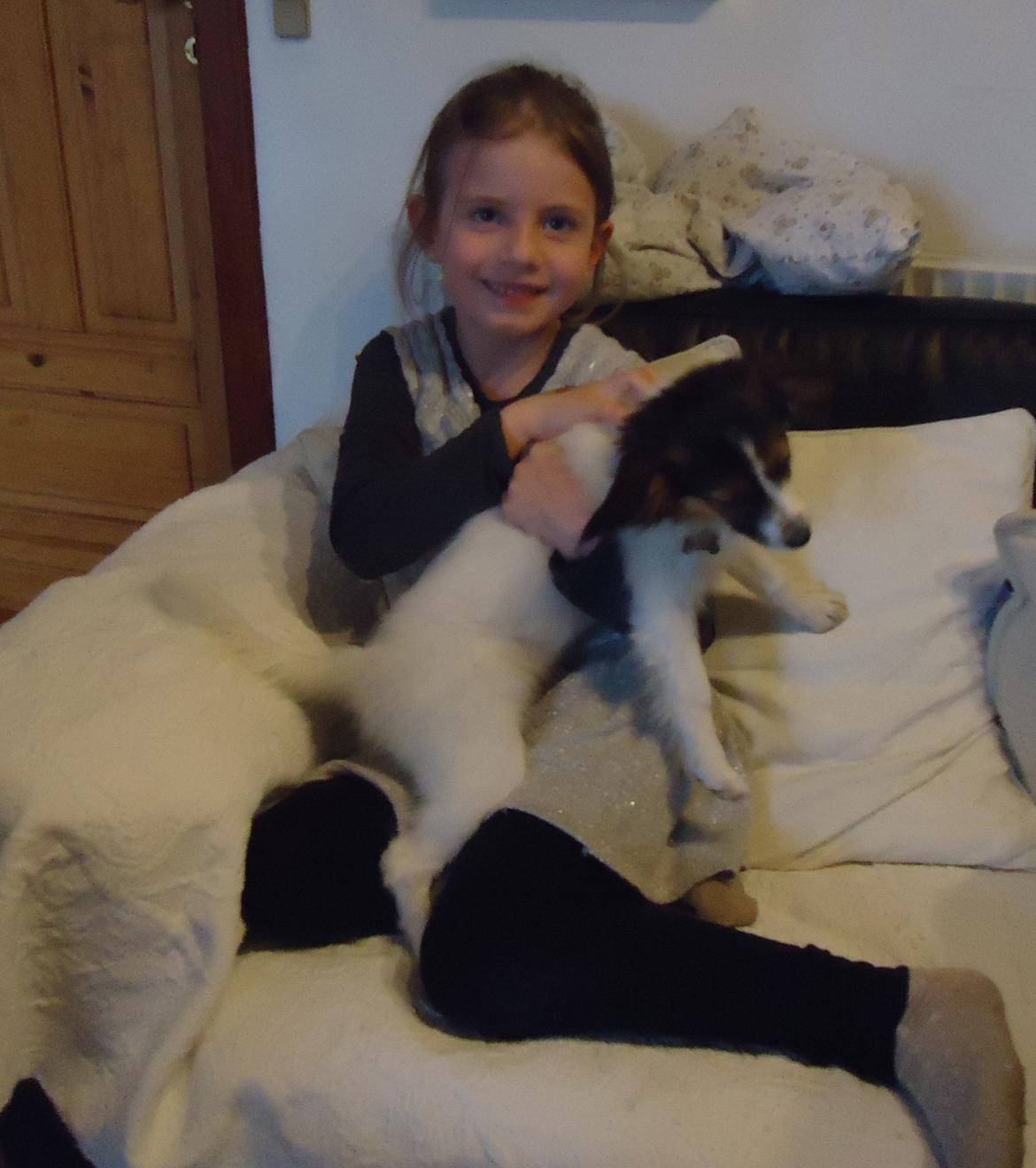 Papillon Alberte Demanture my dream. - Første møde mellem Soffy og niece. billede 20