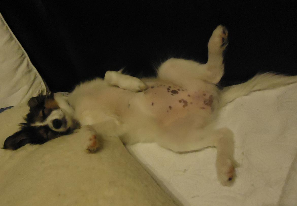 Papillon Alberte Demanture my dream. billede 21