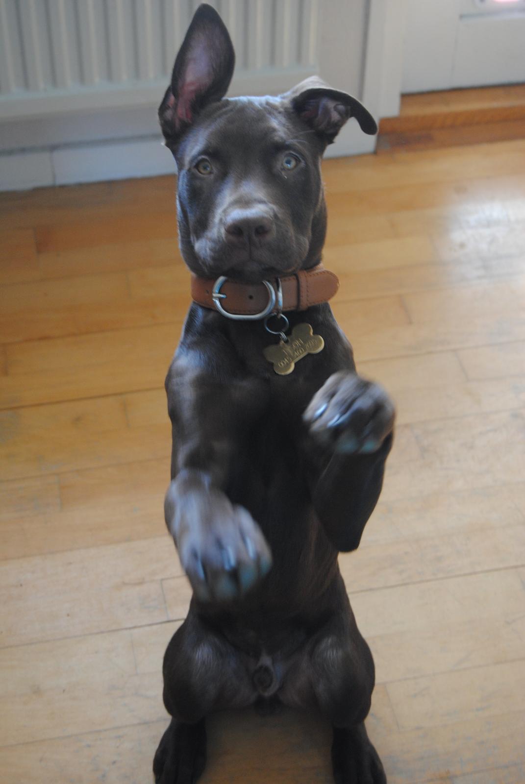 Blanding af racer Tyson - Tyson fremviser stolt sit trick "Sid pænt"  billede 11