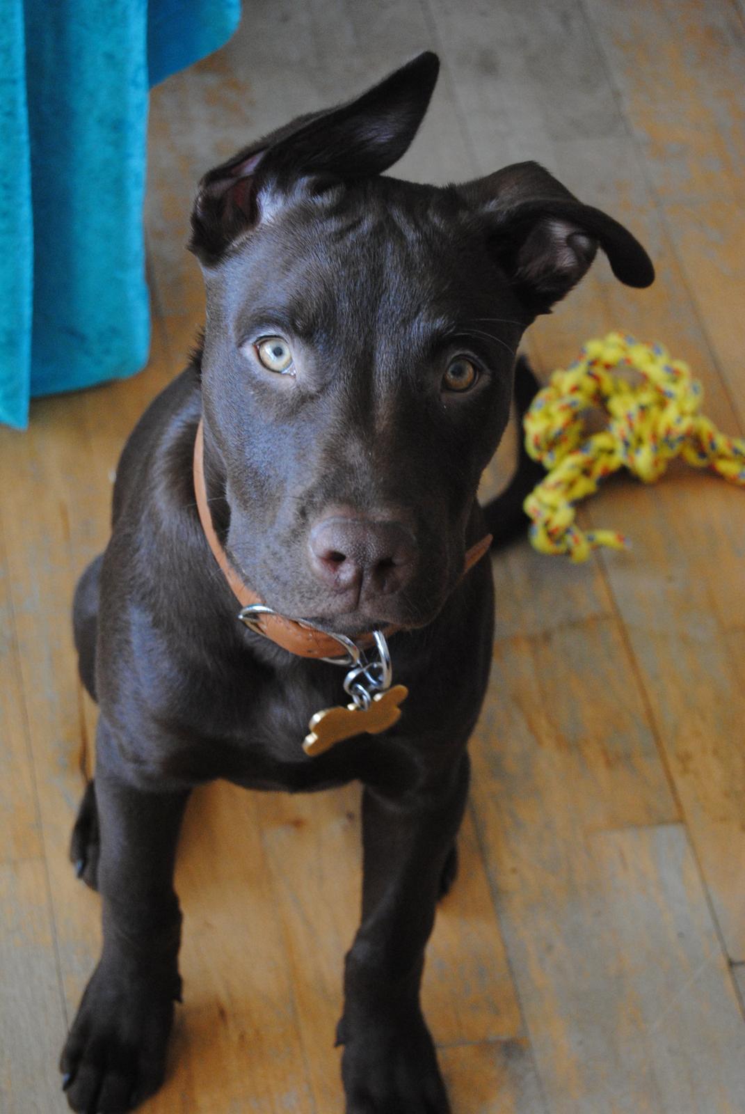 Blanding af racer Tyson - Fyren er bare så dejlig billede 12