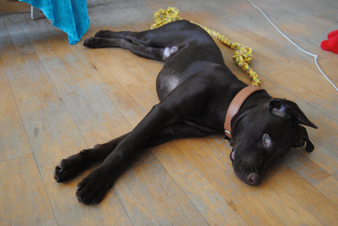 Blanding af racer Tyson billede 13