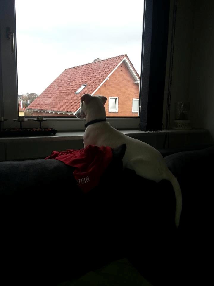 Dansk svensk gaardhund Basse - Super god udsigt :) billede 8