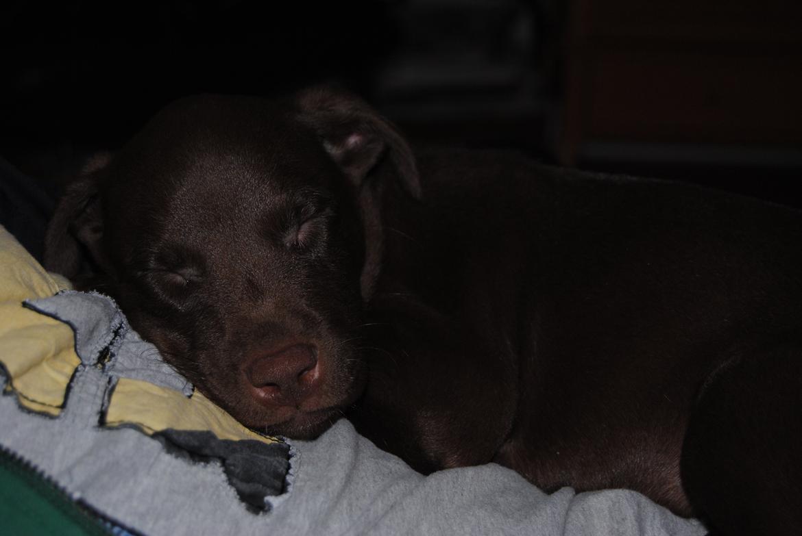Blanding af racer Tyson - Første gang han sover - nogle timer (nok nærmere 1-1½ time efter han kom hjem :') billede 26