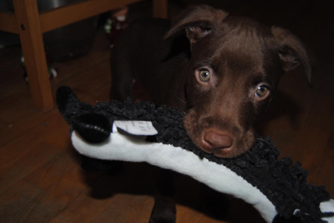 Blanding af racer Tyson - første pivedyr :o  billede 25