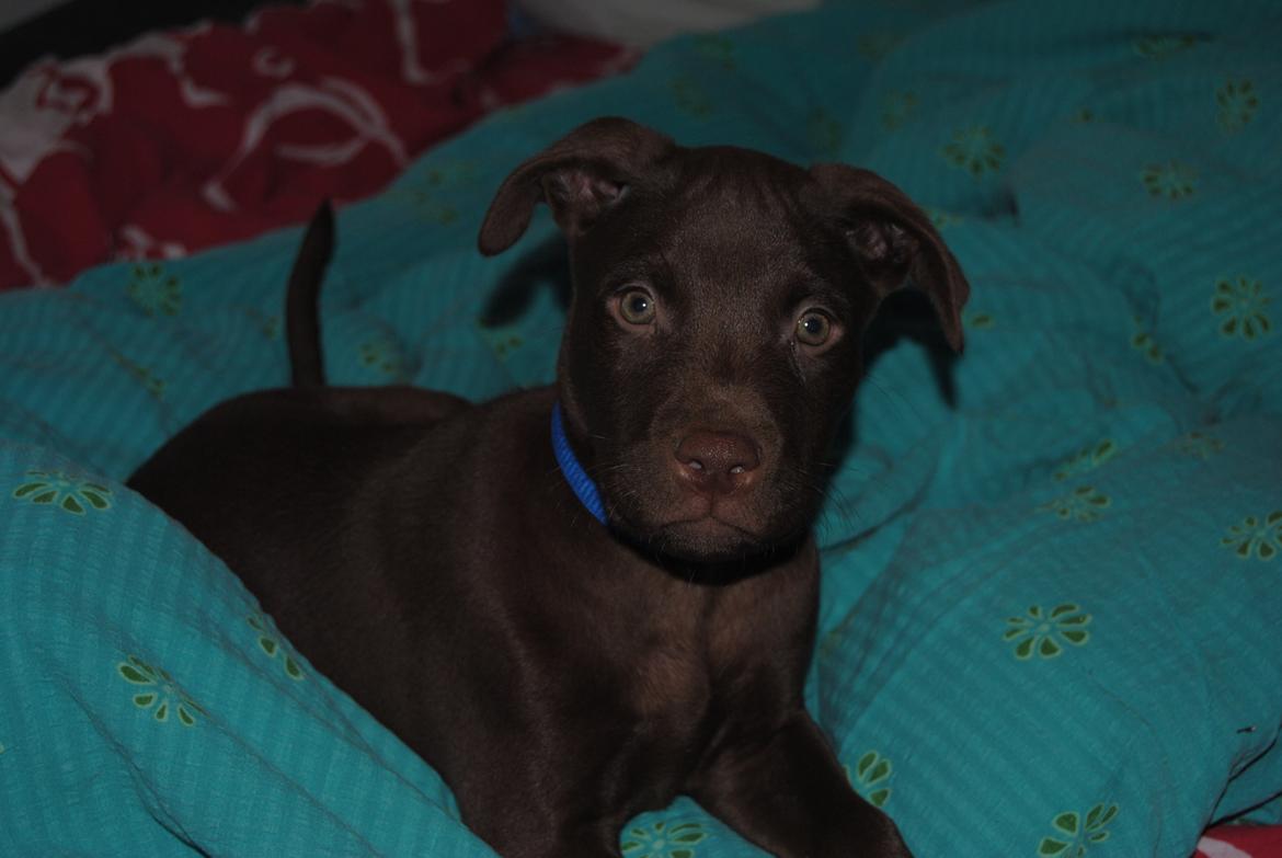 Blanding af racer Tyson billede 24