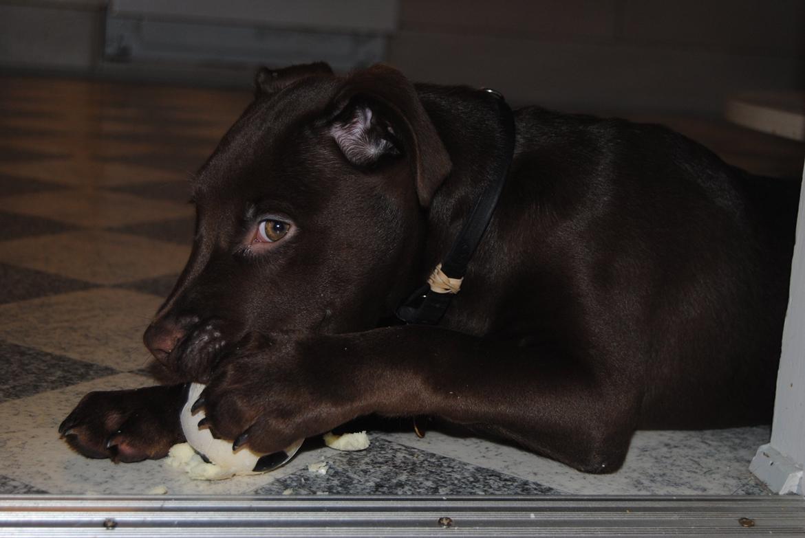 Blanding af racer Tyson billede 23