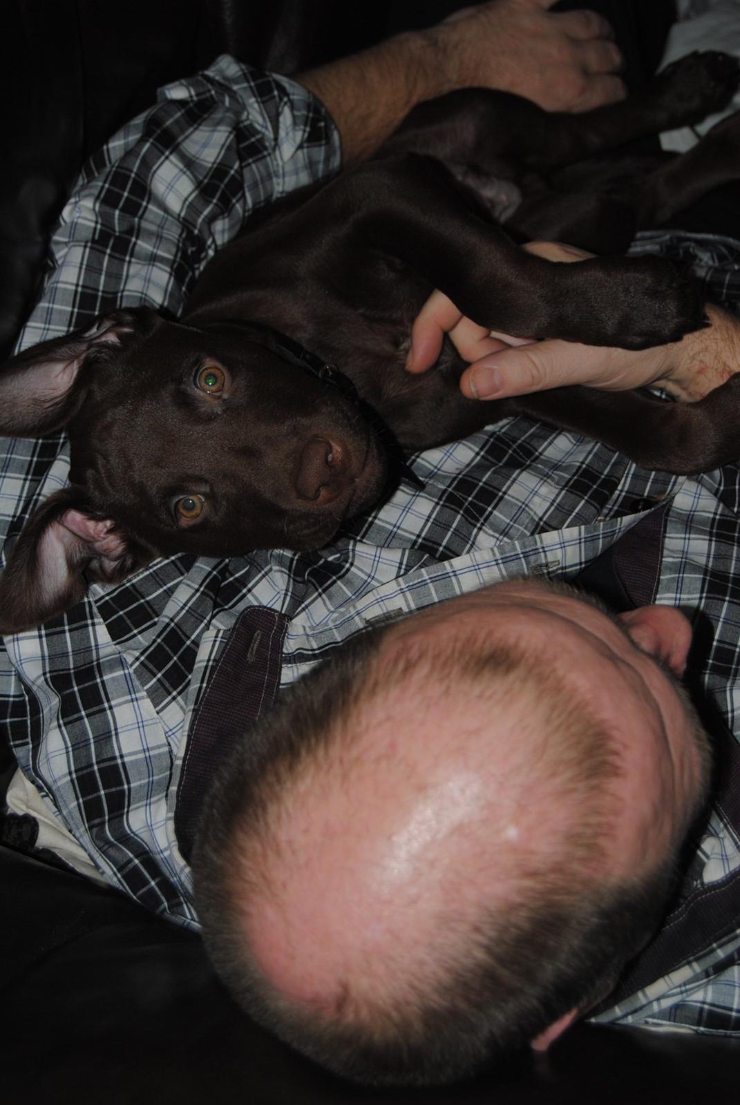 Blanding af racer Tyson billede 20