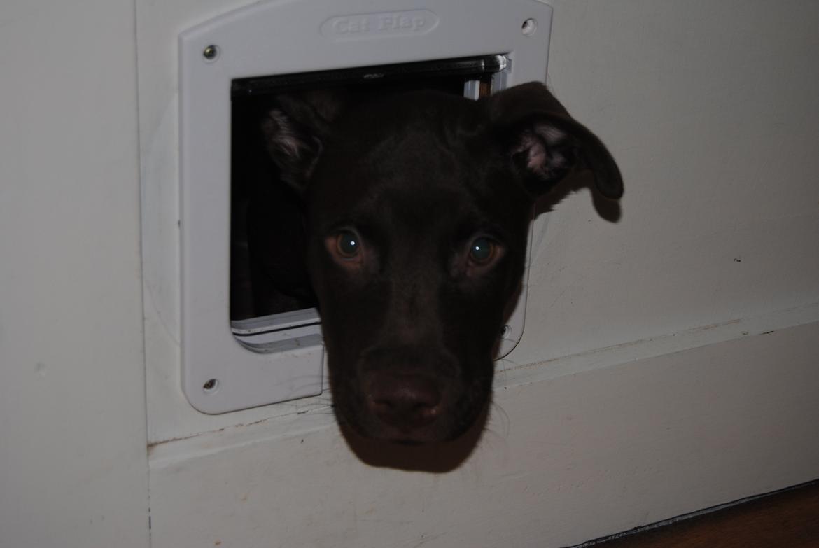 Blanding af racer Tyson - "Må jeg komme ind nu?" ;) billede 21