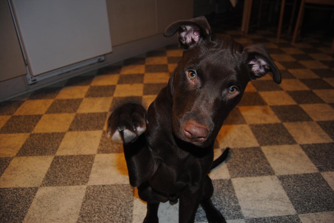 Blanding af racer Tyson - "Vis mig den pote!" ;) billede 18