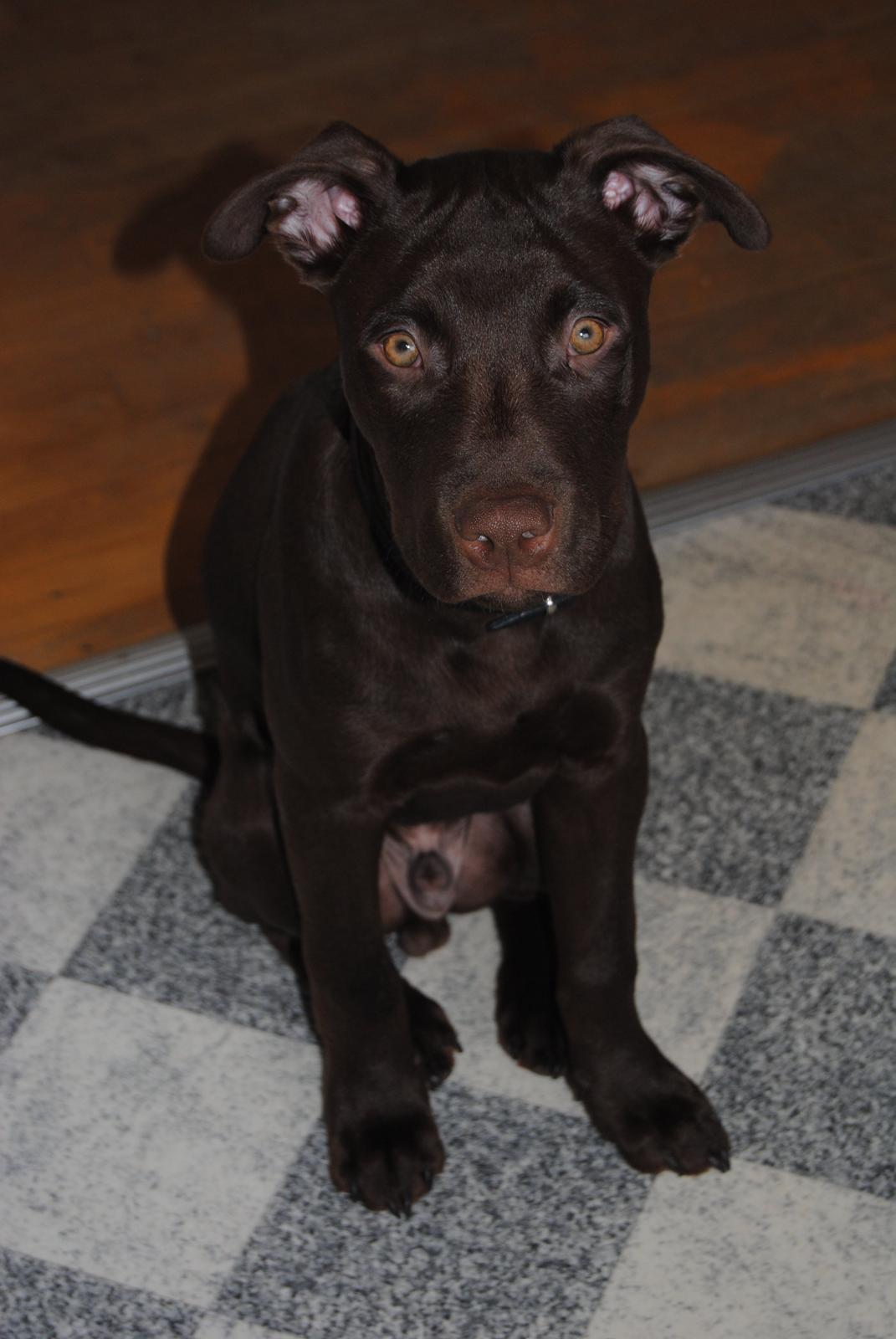 Blanding af racer Tyson billede 17