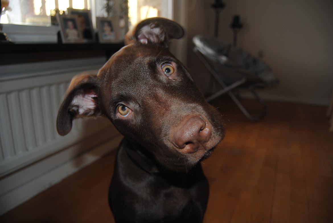 Blanding af racer Tyson billede 16