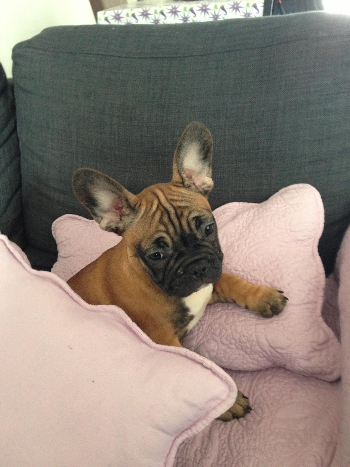 Fransk bulldog Fie billede 1