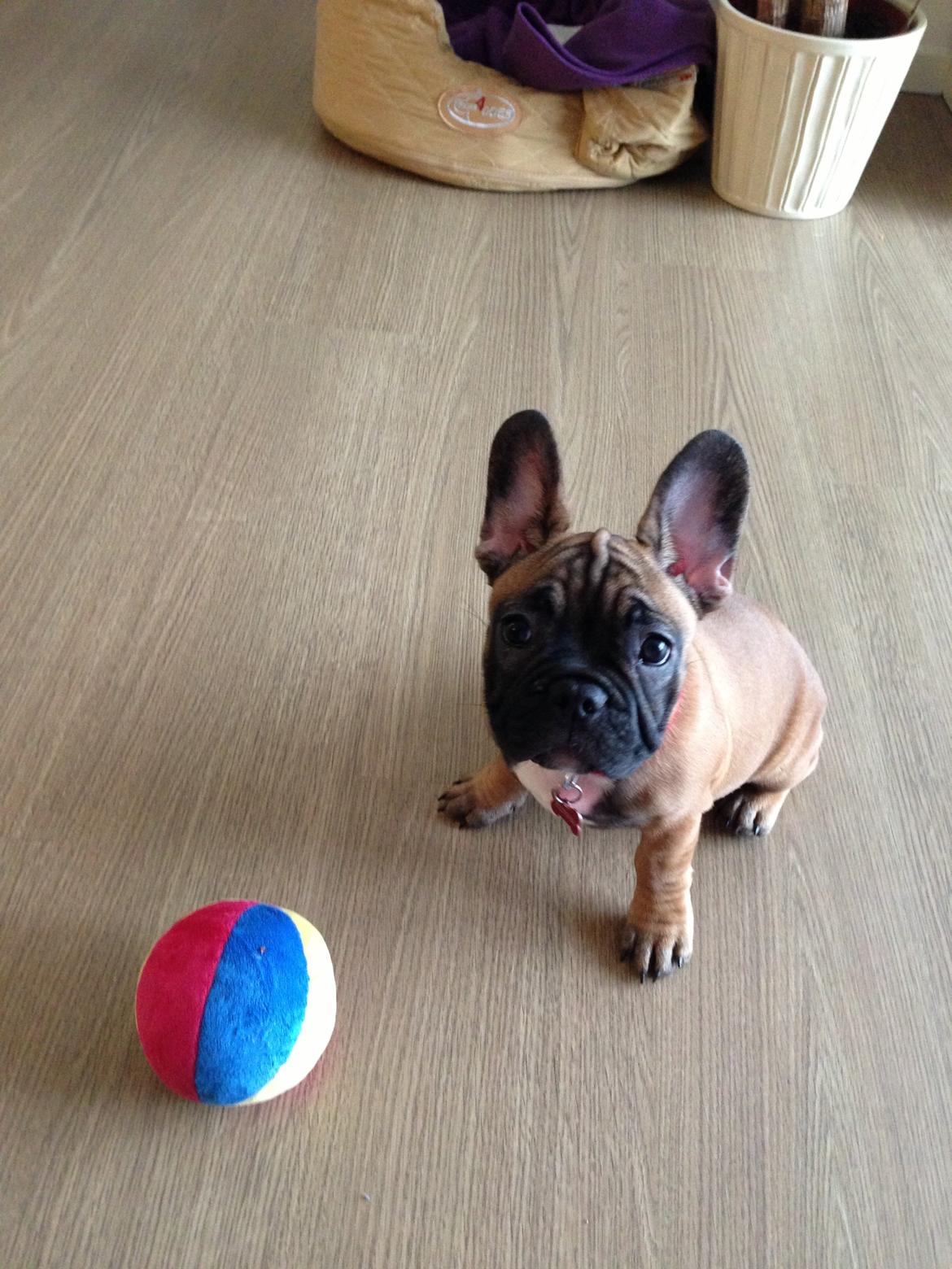 Fransk bulldog Fie billede 3