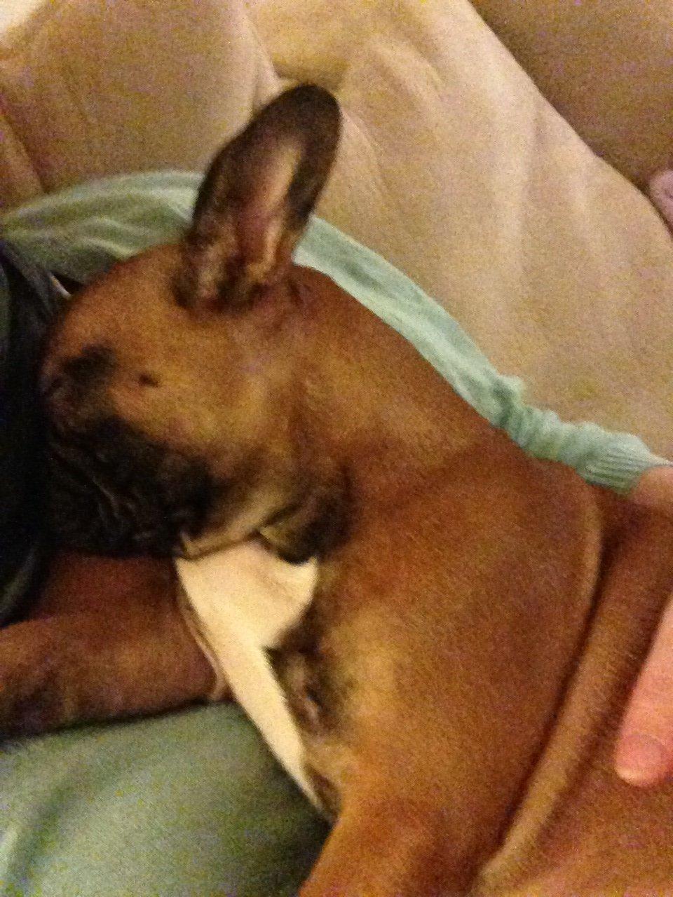 Fransk bulldog Fie billede 4