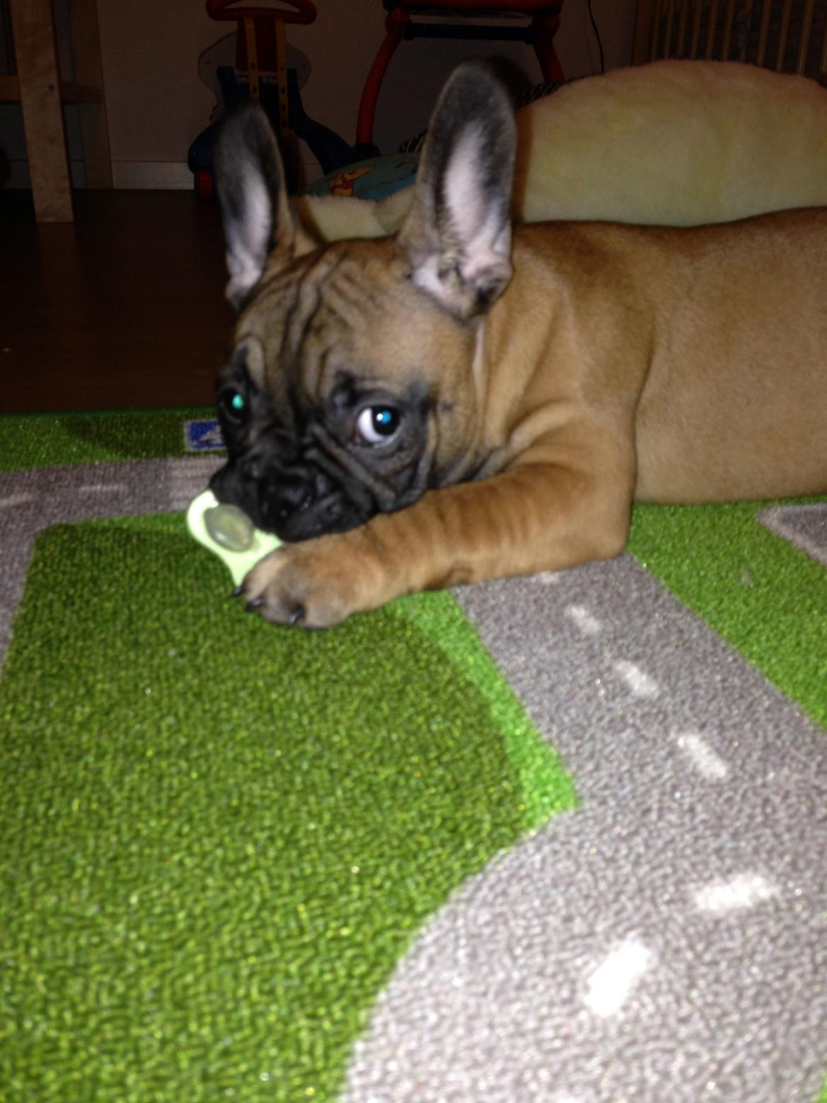 Fransk bulldog Fie billede 5