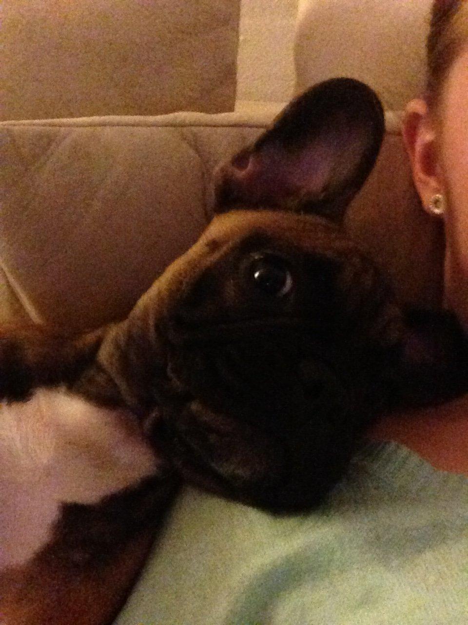 Fransk bulldog Fie billede 6