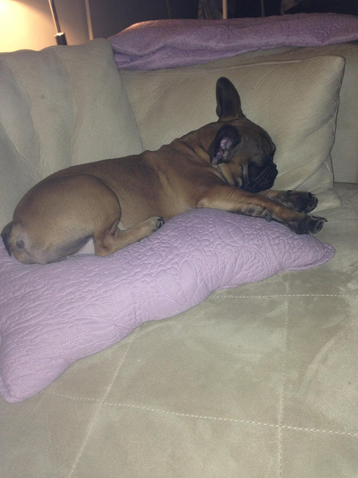 Fransk bulldog Fie billede 7