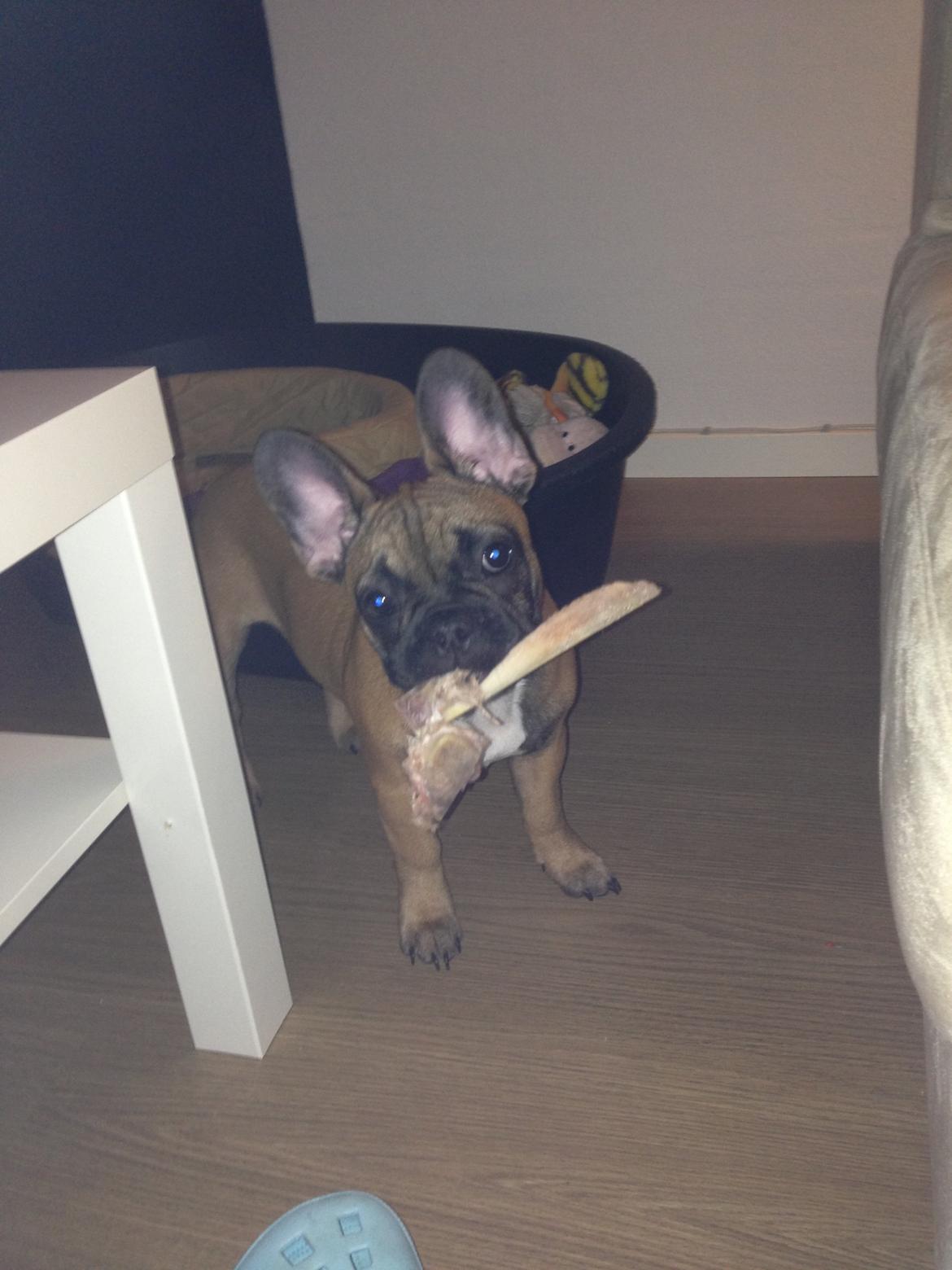 Fransk bulldog Fie billede 8