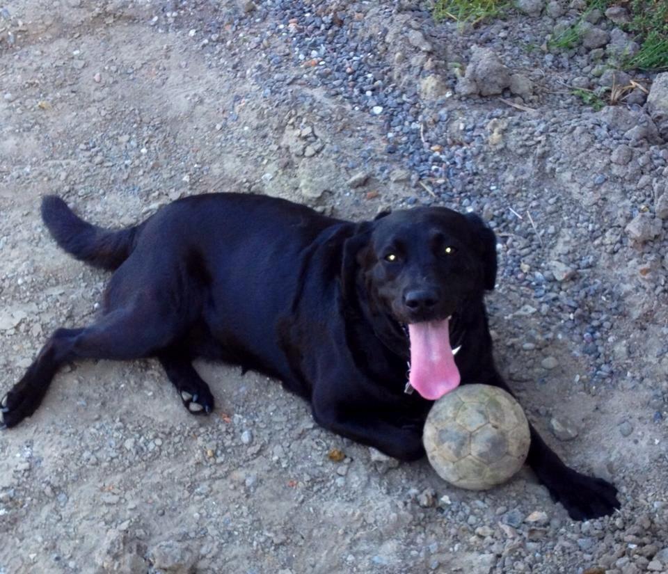 Labrador retriever mille billede 1