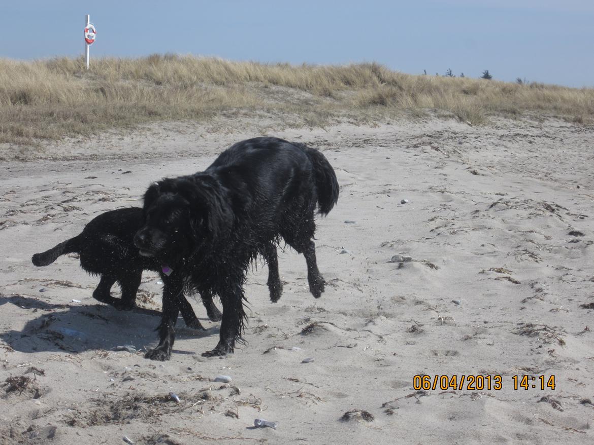 Blanding af racer Kiego billede 12