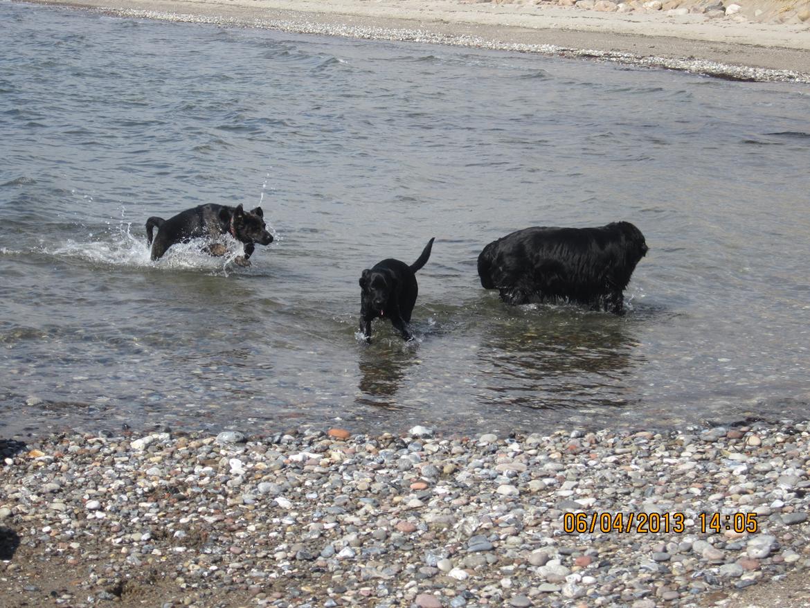 Blanding af racer dooley - Hygge på stranden med Kiego og Angel billede 7