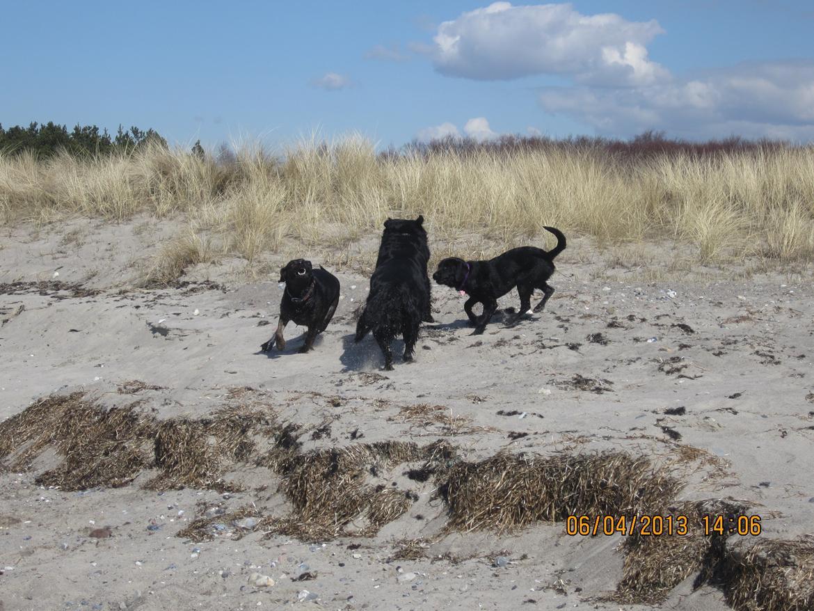 Blanding af racer dooley - Hygge på stranden med Kiego og Angel billede 8