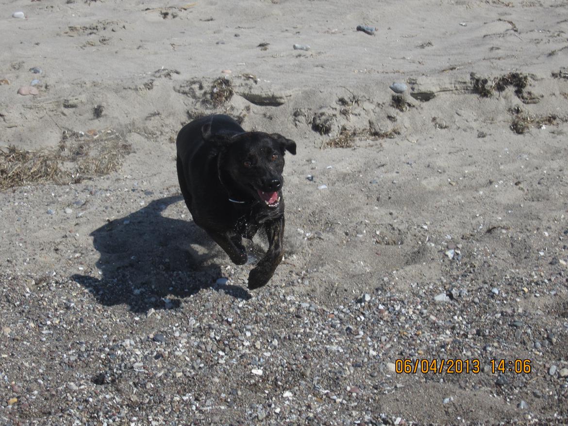 Blanding af racer dooley billede 9