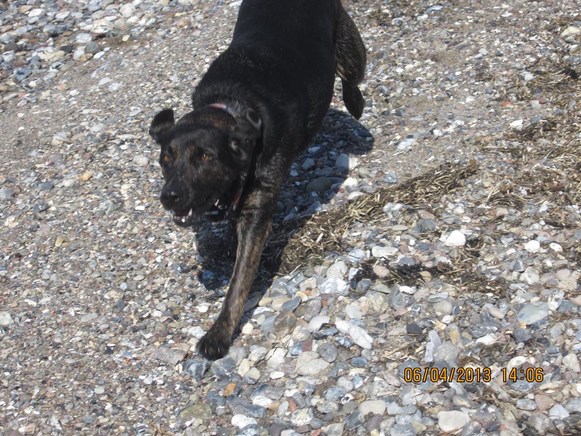 Blanding af racer dooley billede 10