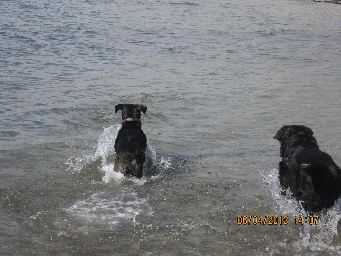 Blanding af racer dooley billede 11