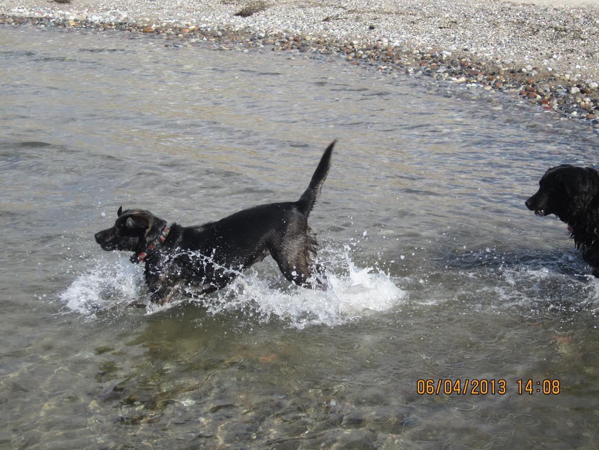 Blanding af racer dooley billede 12