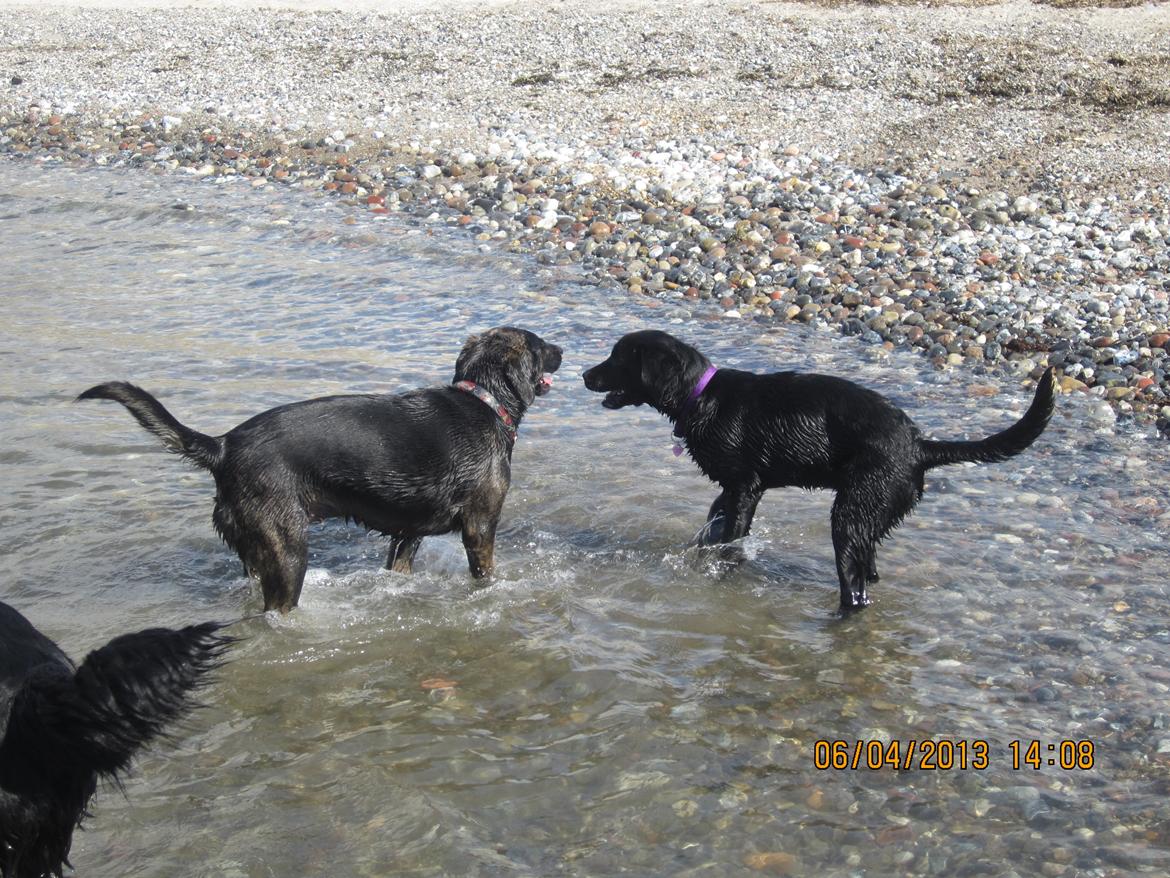 Blanding af racer dooley billede 13