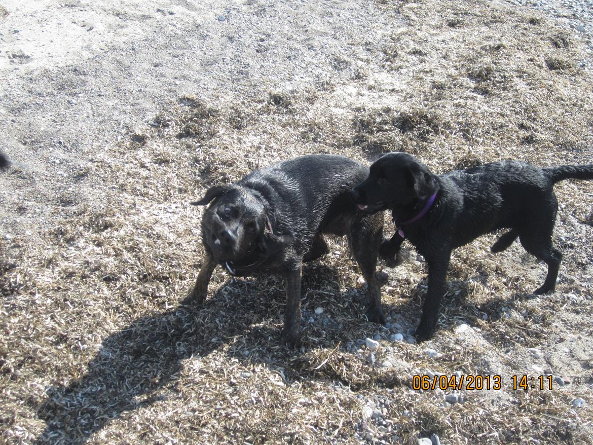 Blanding af racer dooley billede 14