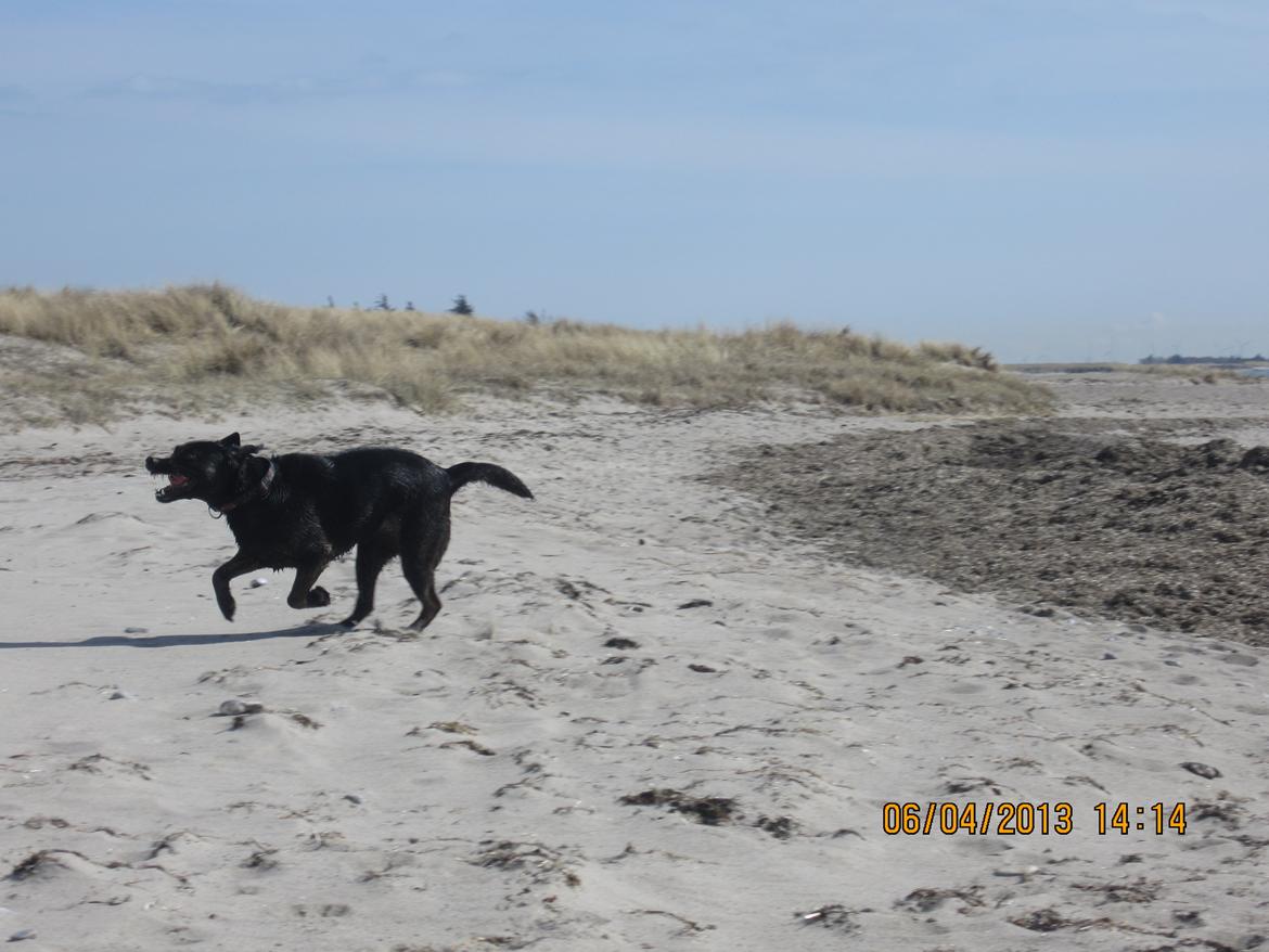 Blanding af racer dooley billede 15