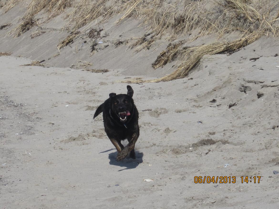 Blanding af racer dooley billede 16