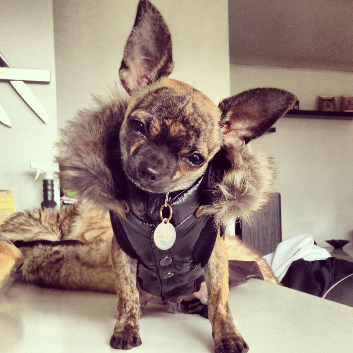 Chihuahua Kenai billede 1