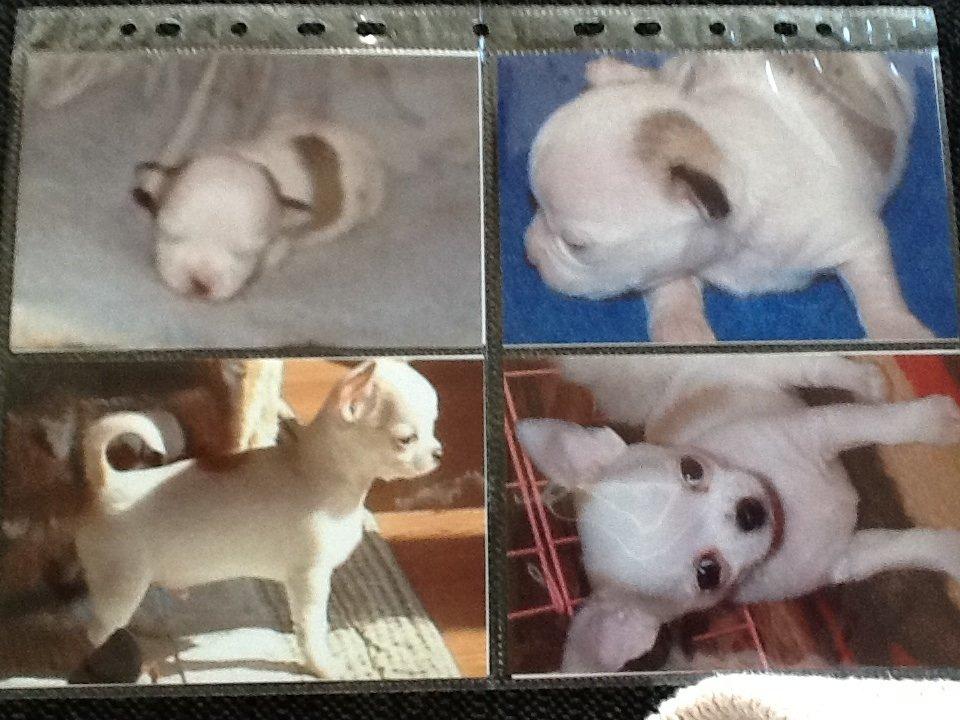 Chihuahua Rickey - Fik nogle billeder med fra hans tidelige ejer. Rickey som lile bitte :-) billede 4