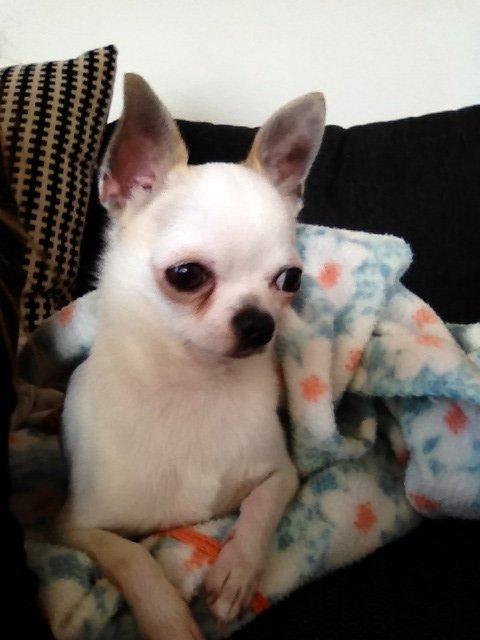 Chihuahua Rickey billede 5