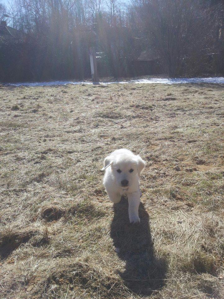 Golden retriever Merle - Leger i haven billede 5