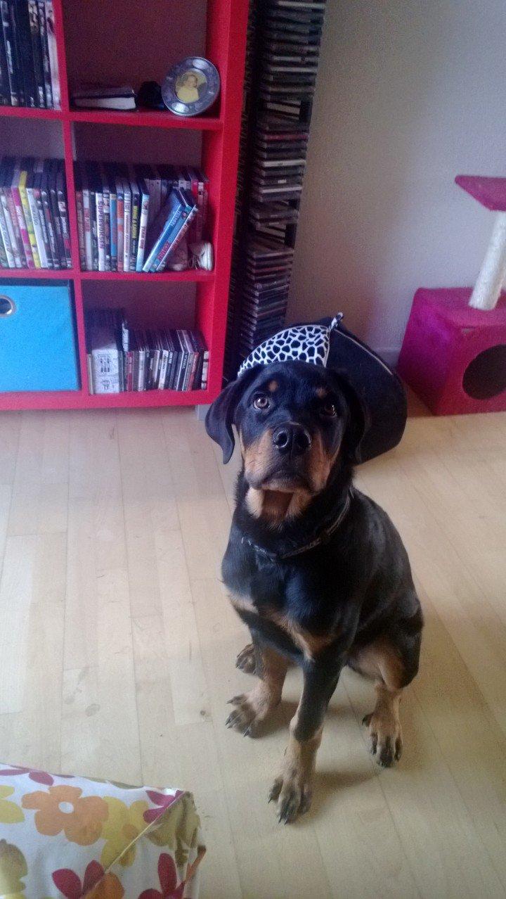 Rottweiler Elvis - Elvis 5 mdr gammel idag :) billede 3