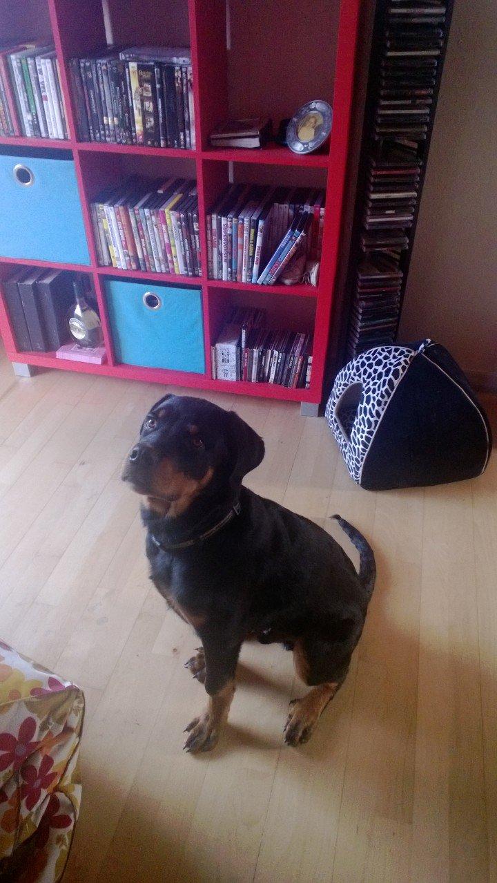 Rottweiler Elvis - Elvis 5 mdr idag billede 1